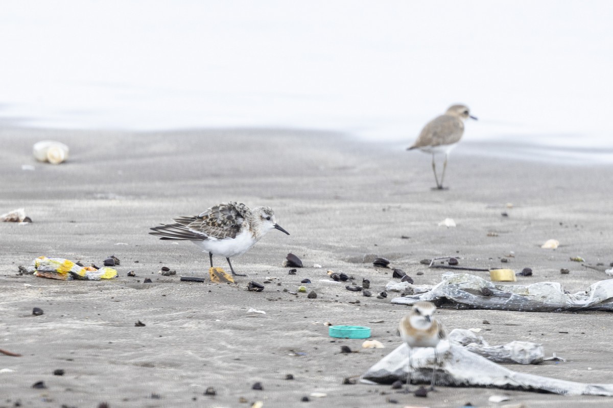 Sanderling - ML639987657