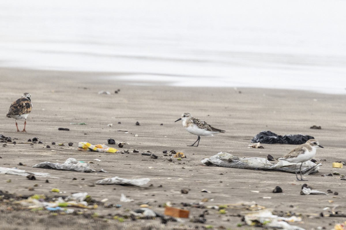 Sanderling - ML639987669