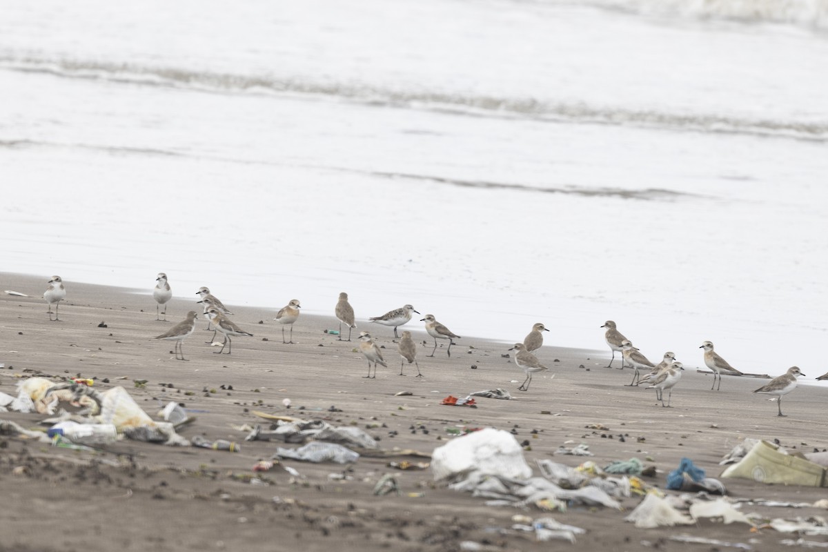Tibetan Sand-Plover - ML639987681