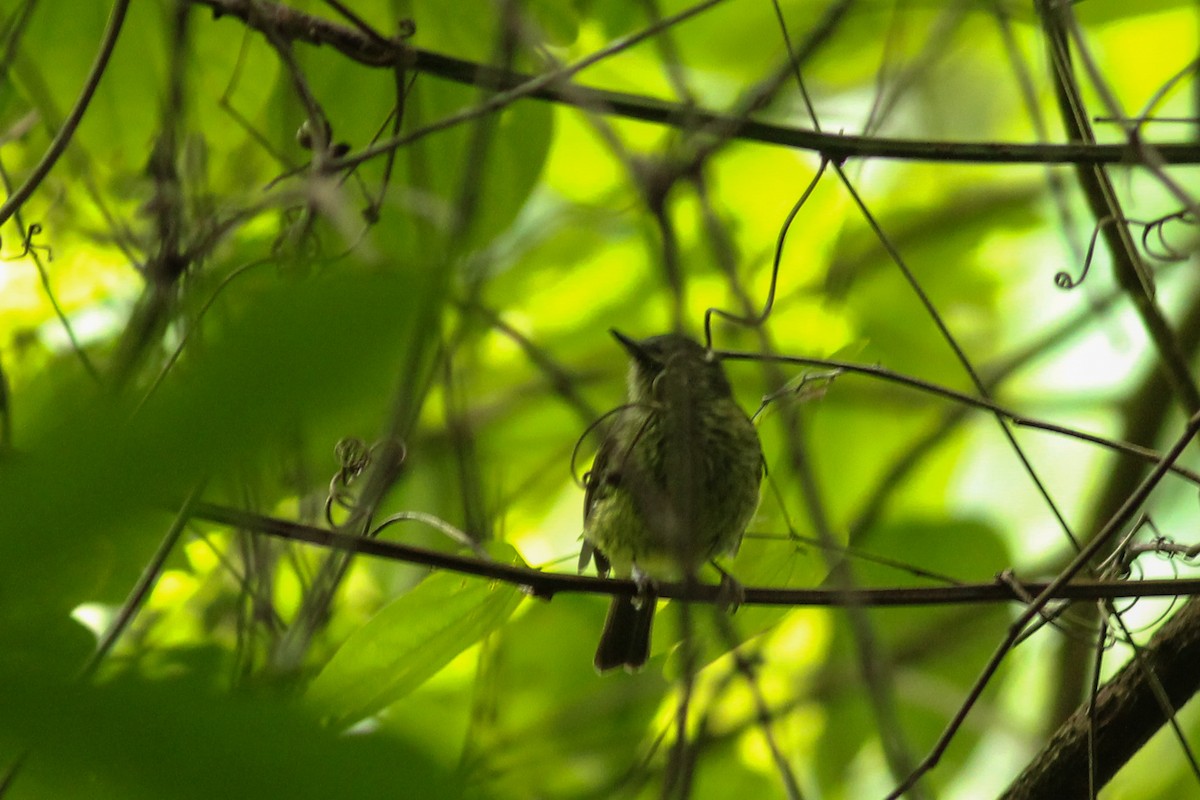 Olive-striped Flycatcher - ML639987683