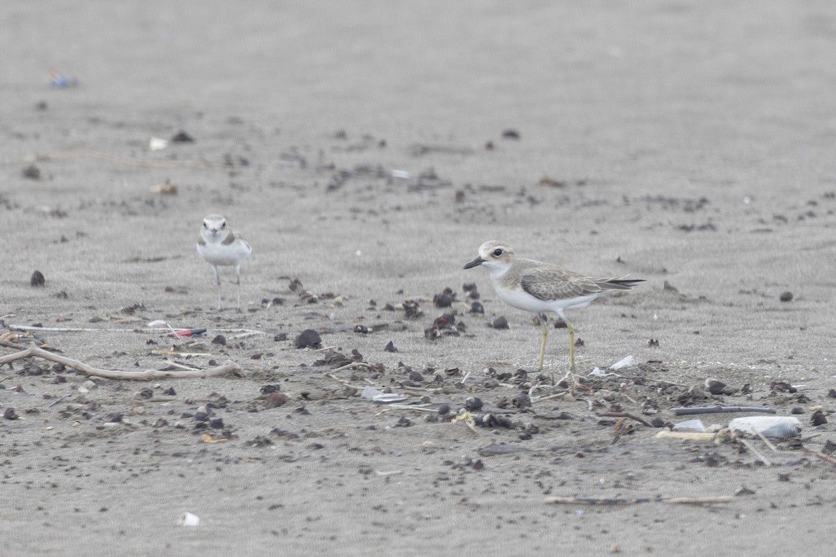 Greater Sand-Plover - ML639987689