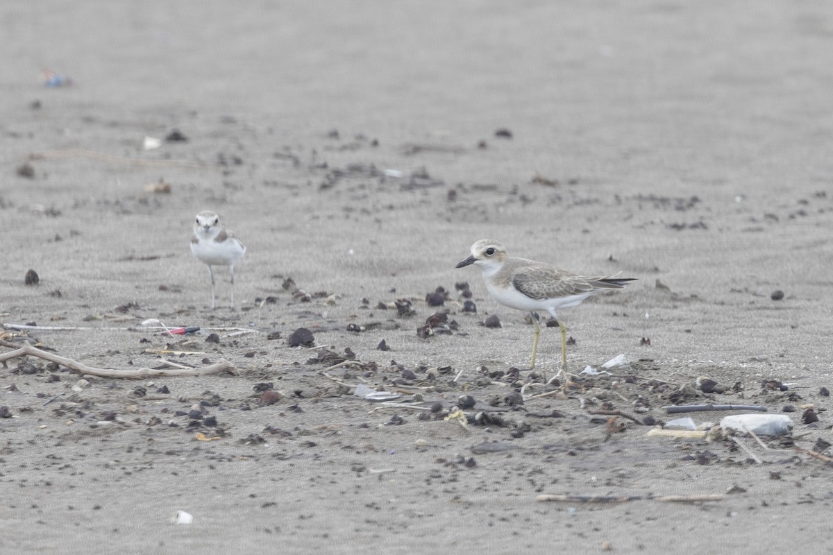 Greater Sand-Plover - ML639987690