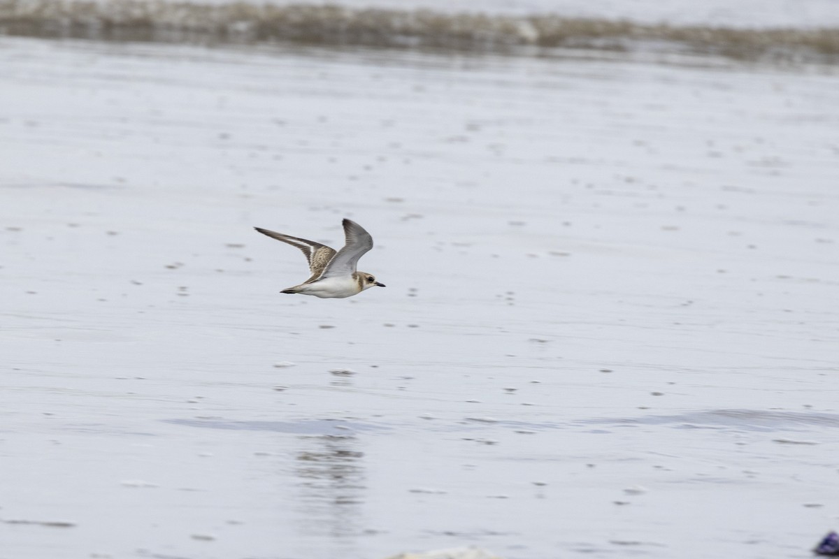 Tibetan Sand-Plover - ML639987702
