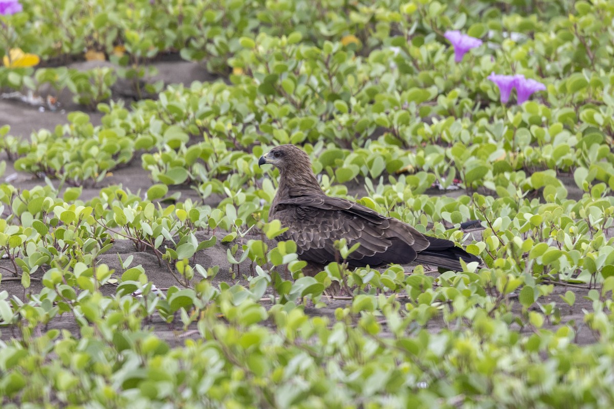 Black Kite - ML639987707