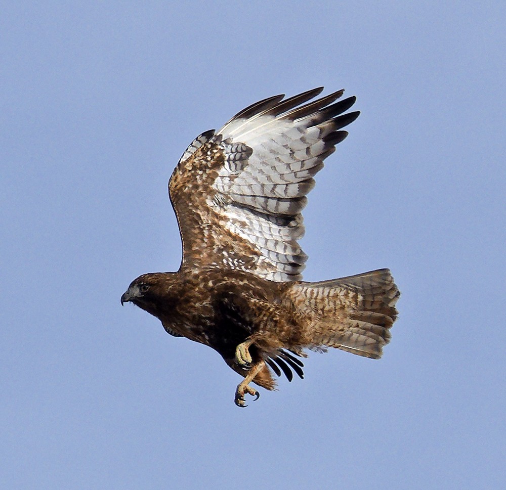 Red-tailed Hawk (calurus/abieticola) - ML639987728