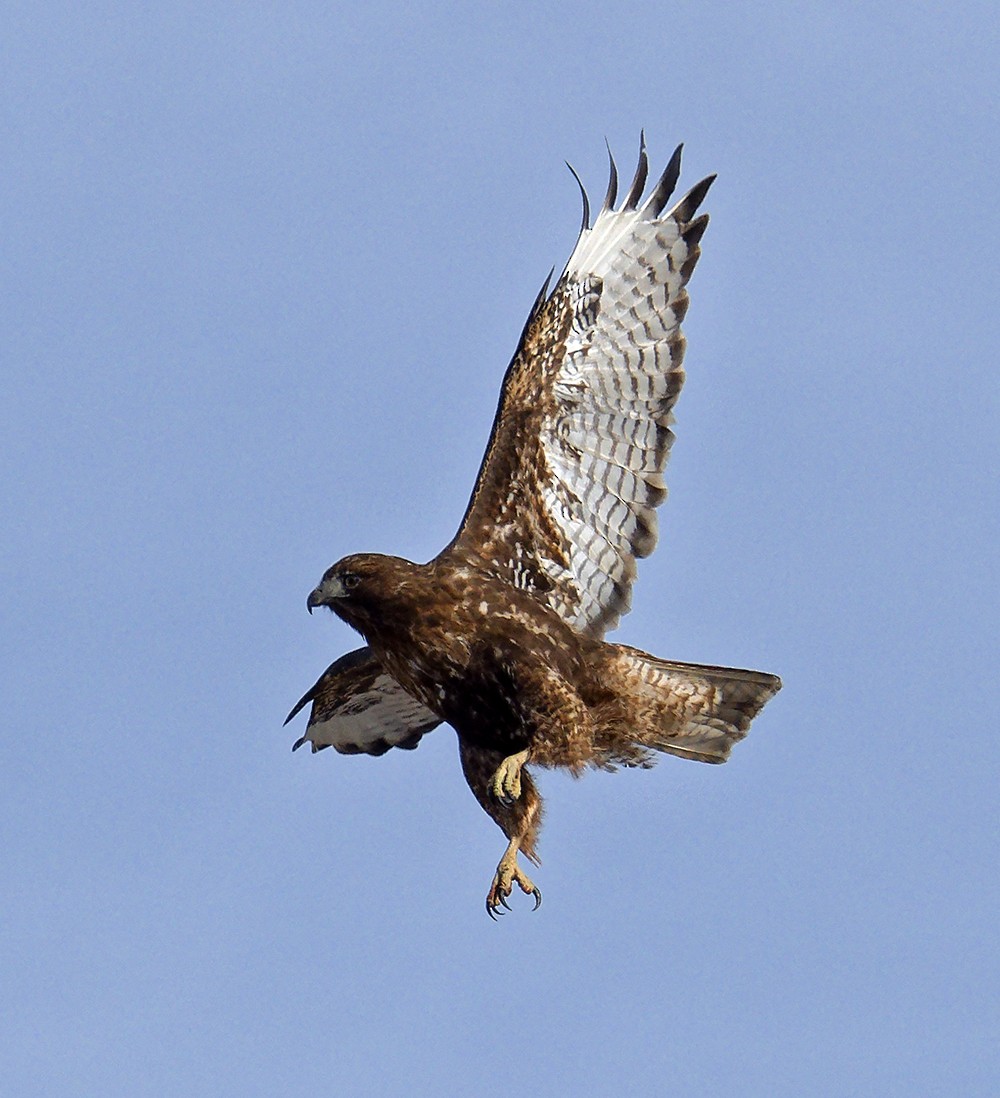 Red-tailed Hawk (calurus/abieticola) - ML639987729