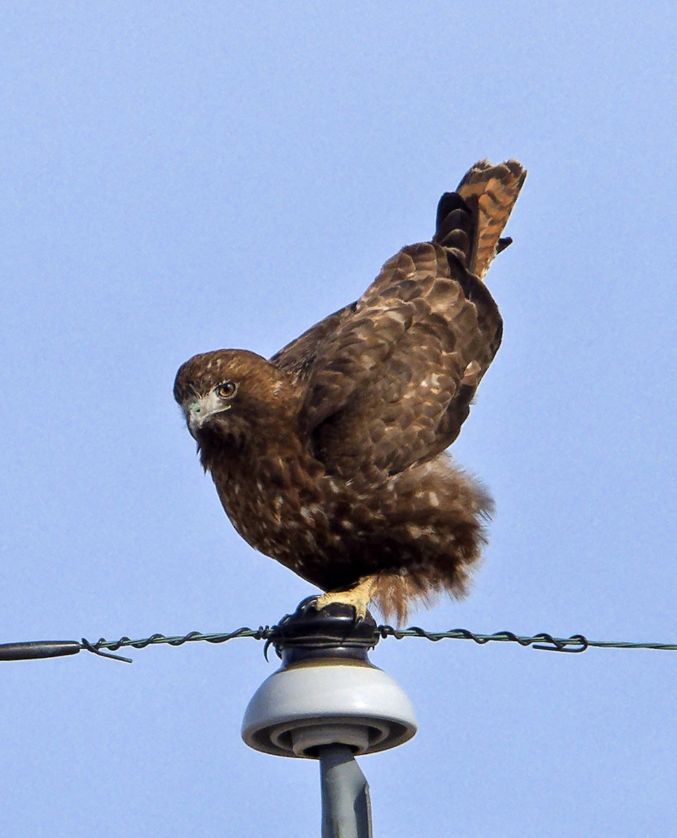 Red-tailed Hawk (calurus/abieticola) - ML639987730