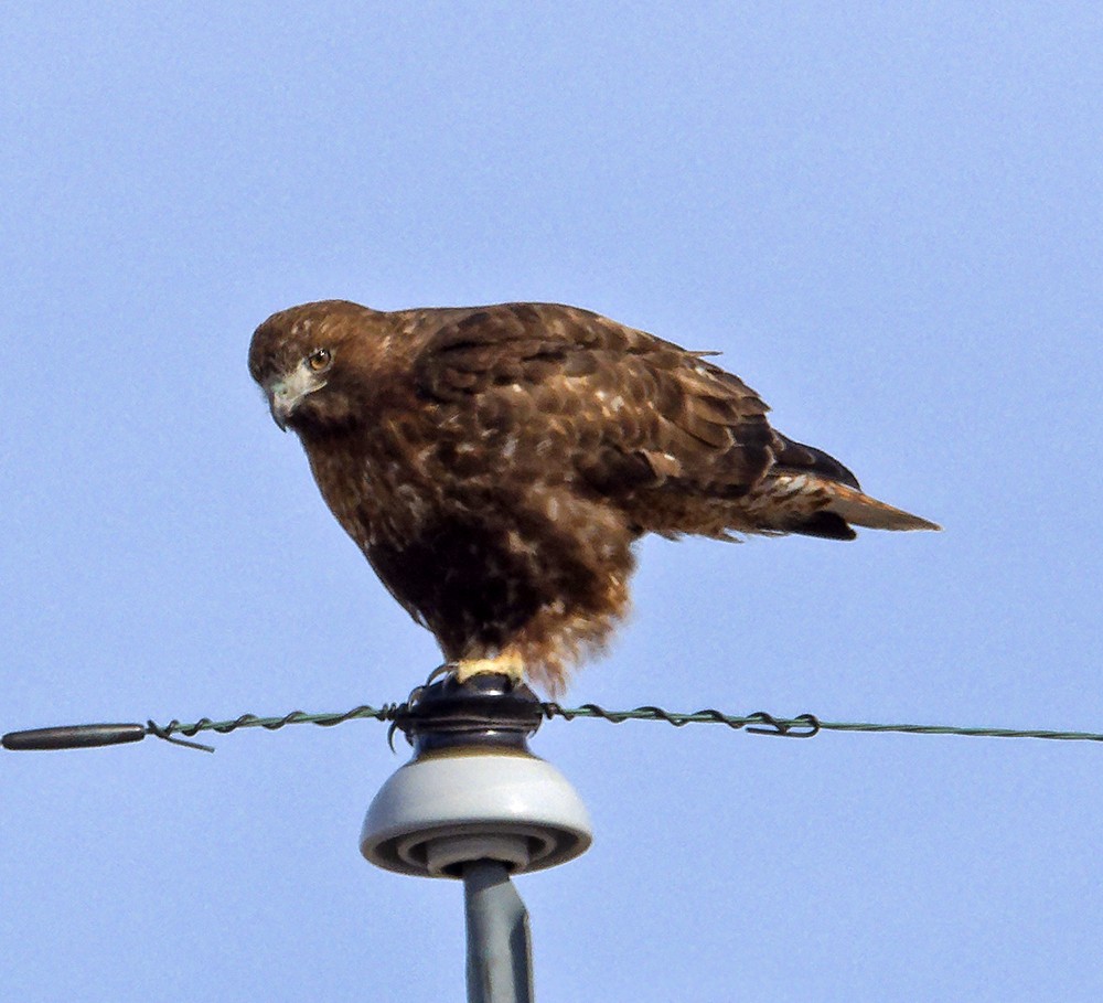 Red-tailed Hawk (calurus/abieticola) - ML639987731