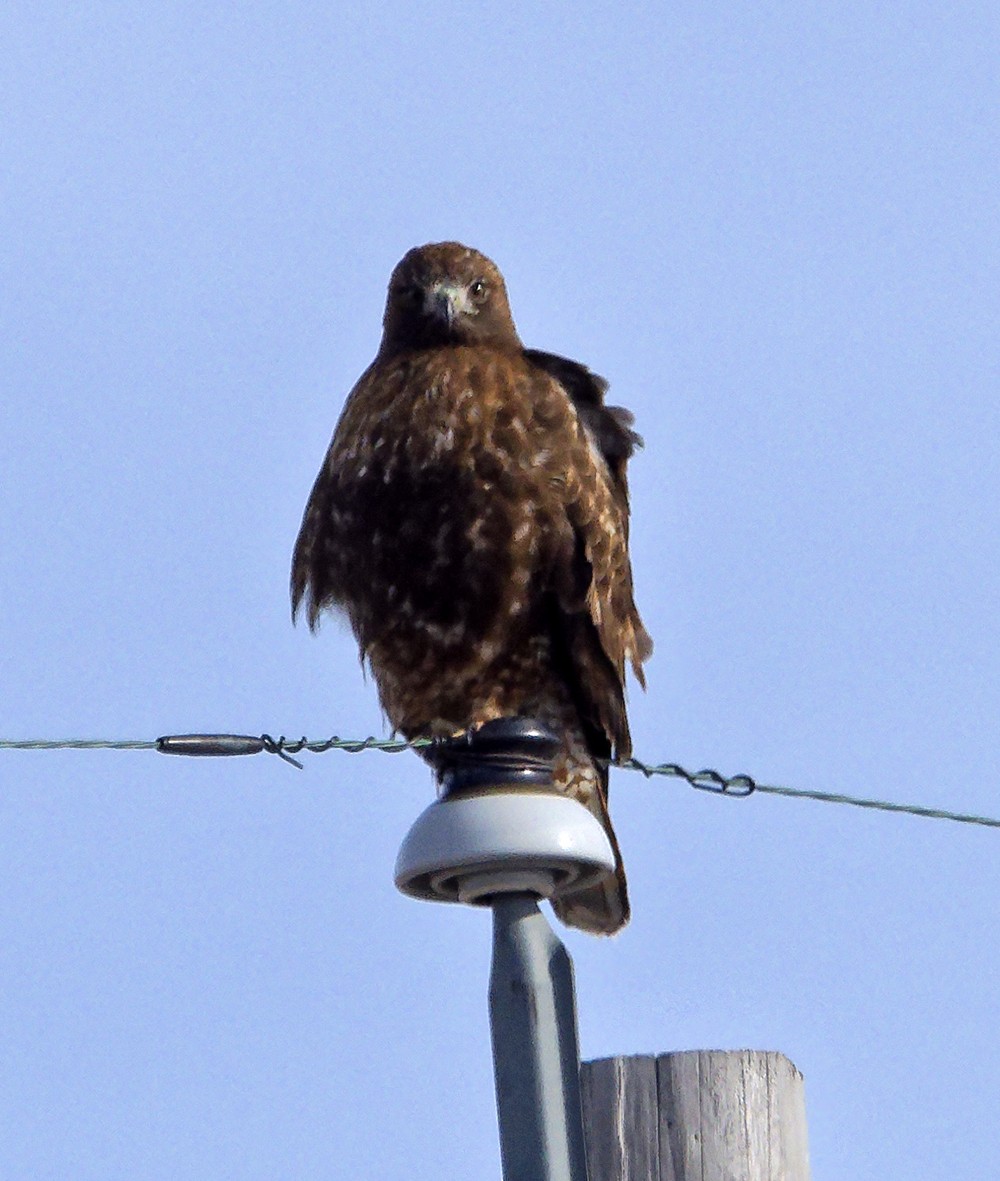 Red-tailed Hawk (calurus/abieticola) - ML639987732