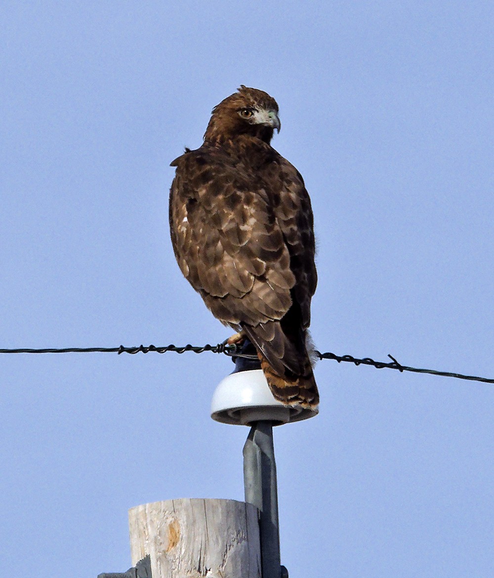 Red-tailed Hawk (calurus/abieticola) - ML639987733