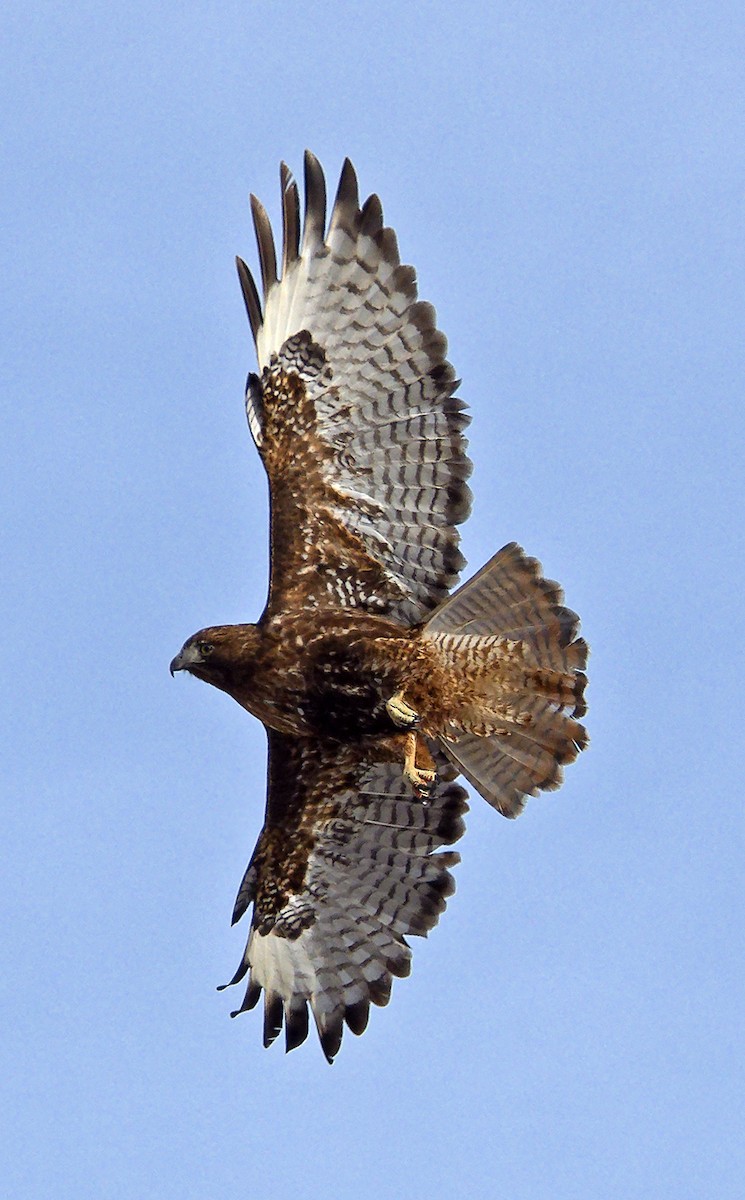 Red-tailed Hawk (calurus/abieticola) - ML639987734