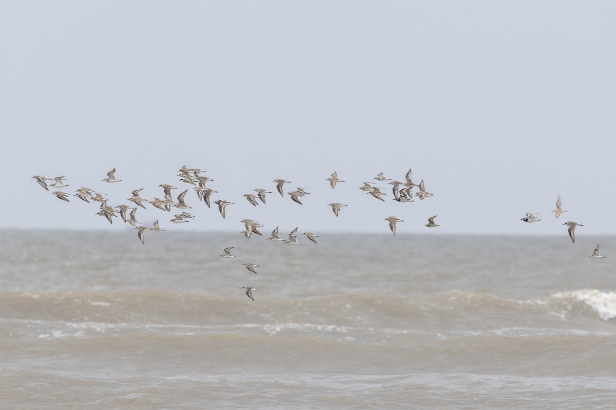 Kentish Plover - ML639987736