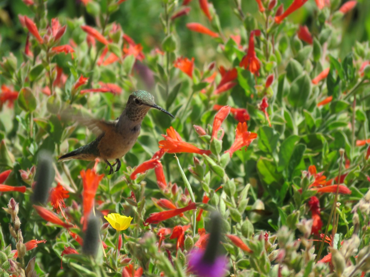 Rufous Hummingbird - ML639987742