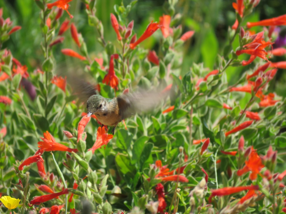 Rufous Hummingbird - ML639987743