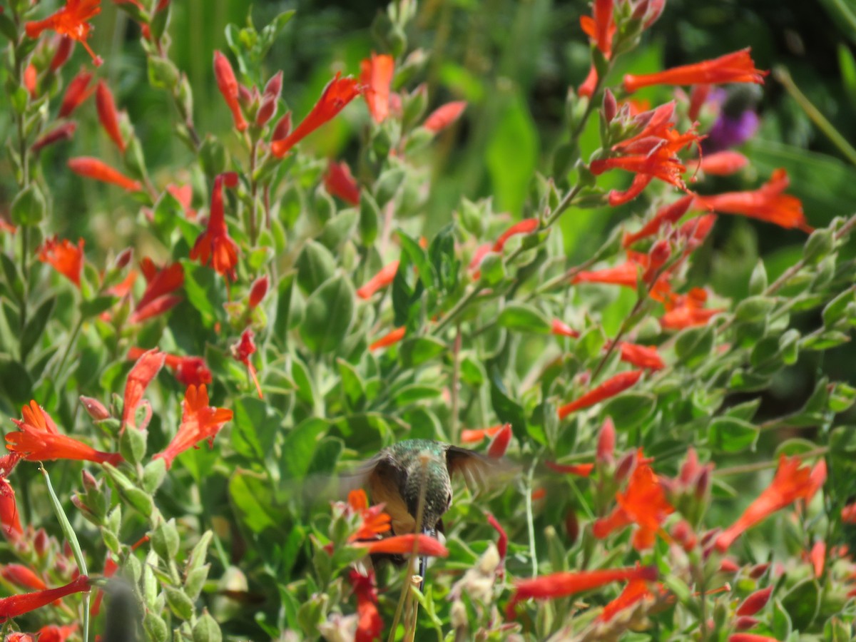 Rufous Hummingbird - ML639987746