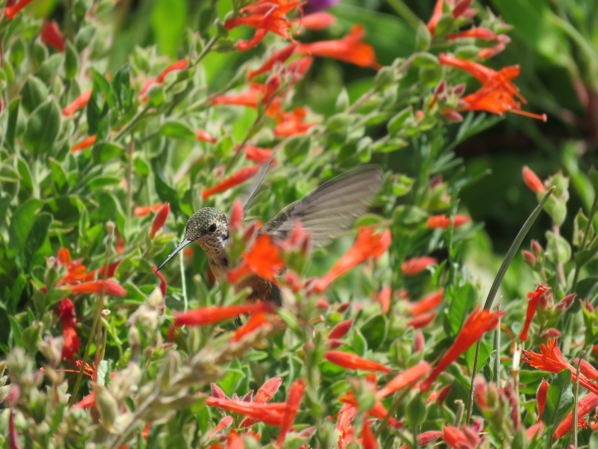 Rufous Hummingbird - ML639987750
