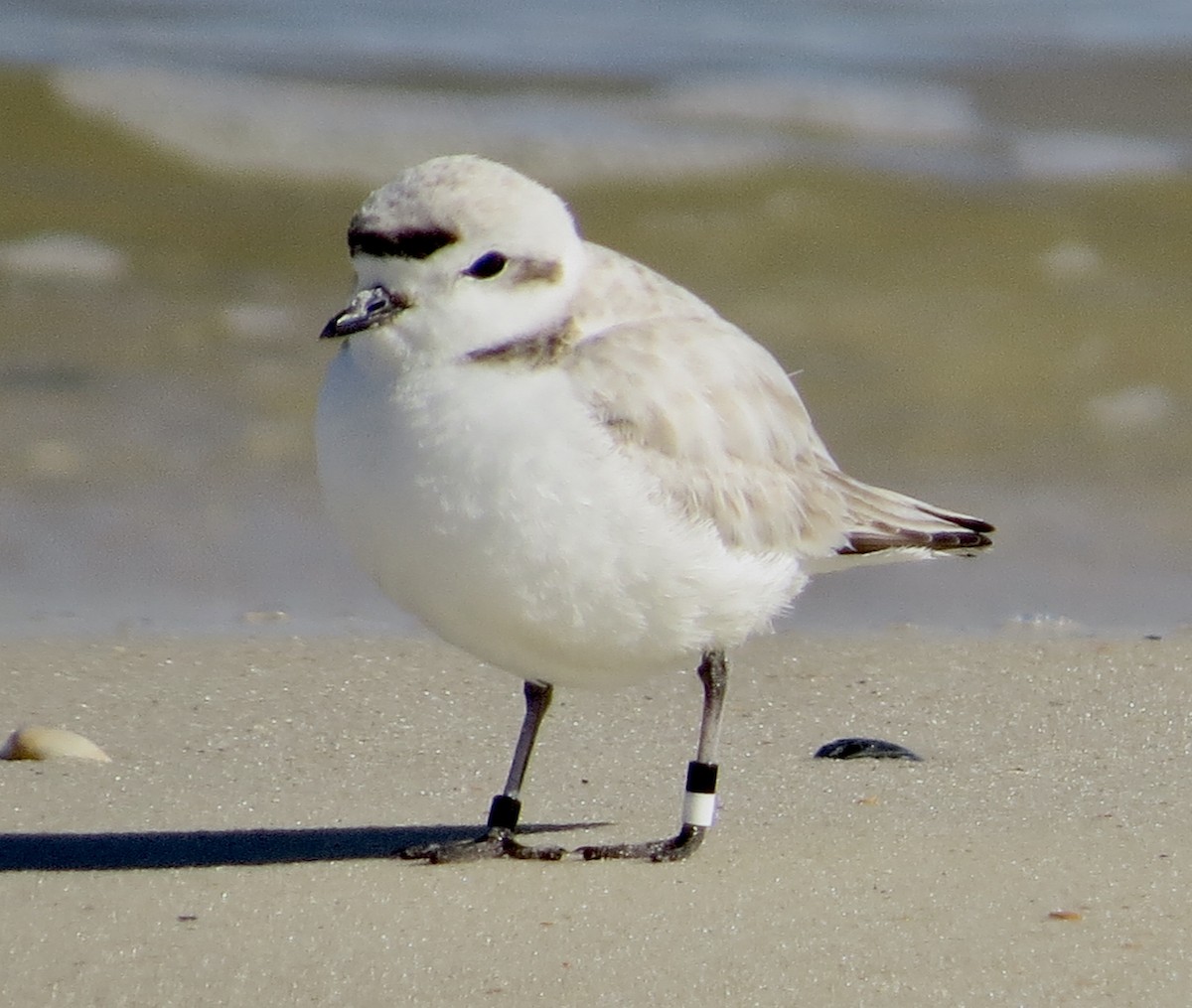 Snowy Plover - ML639987773