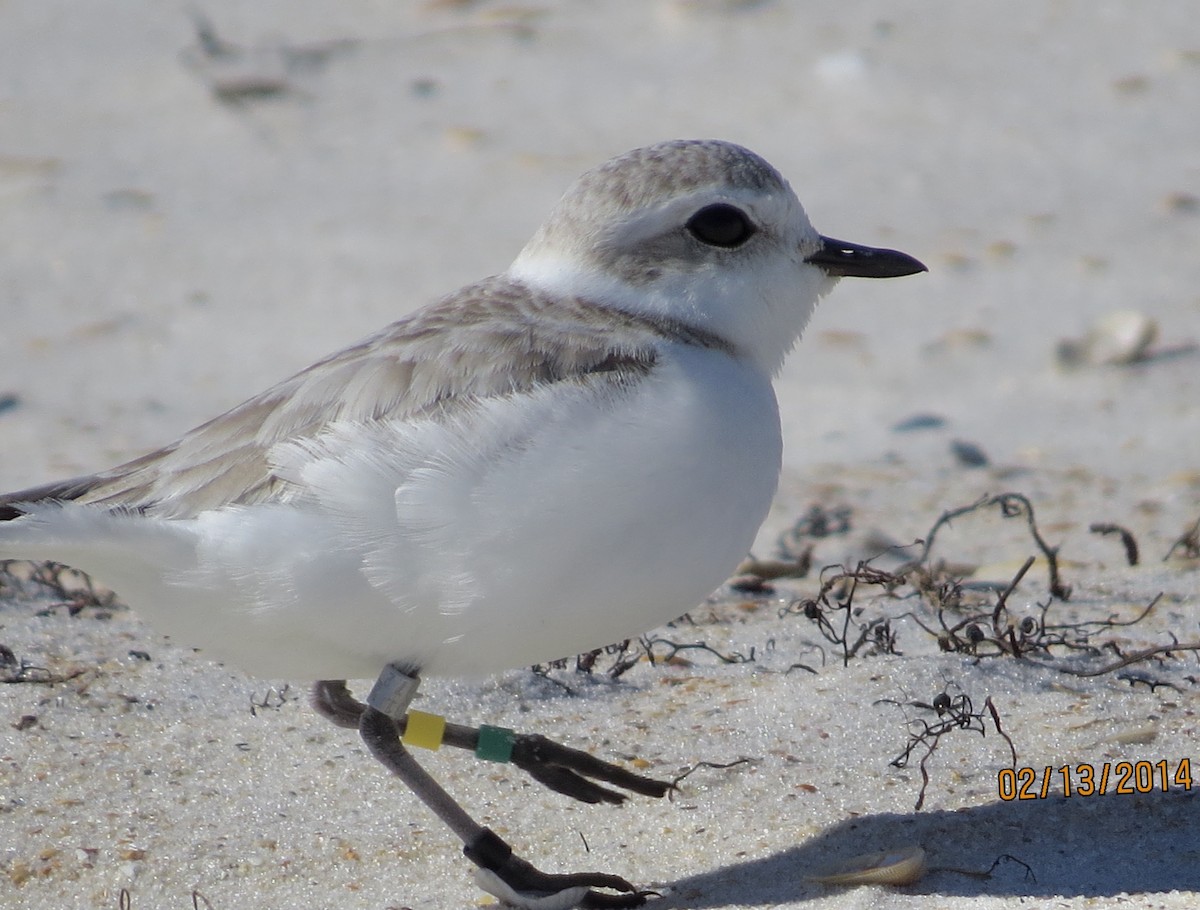 Snowy Plover - ML639987774