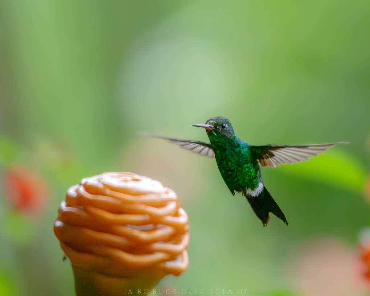 Canivet's Emerald - ML639987788