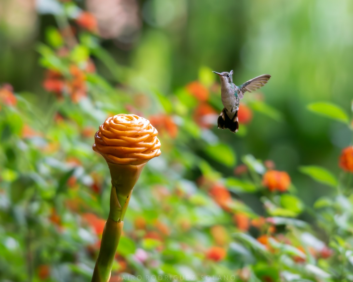 Canivet's Emerald - ML639987792