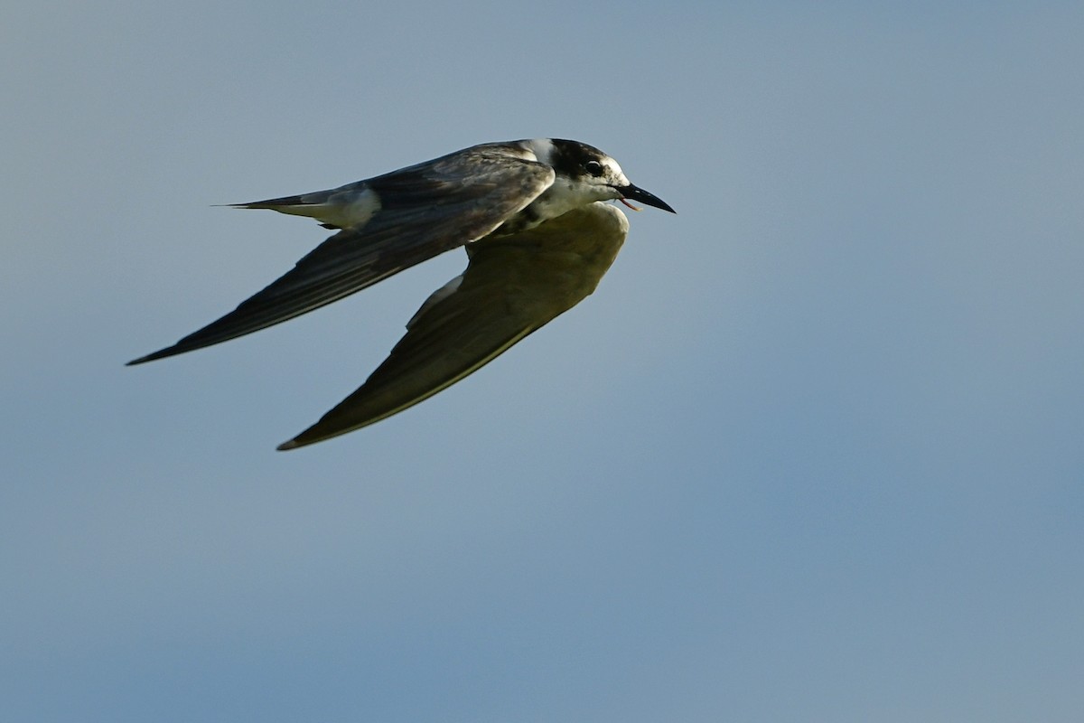 Black Tern - ML639987815