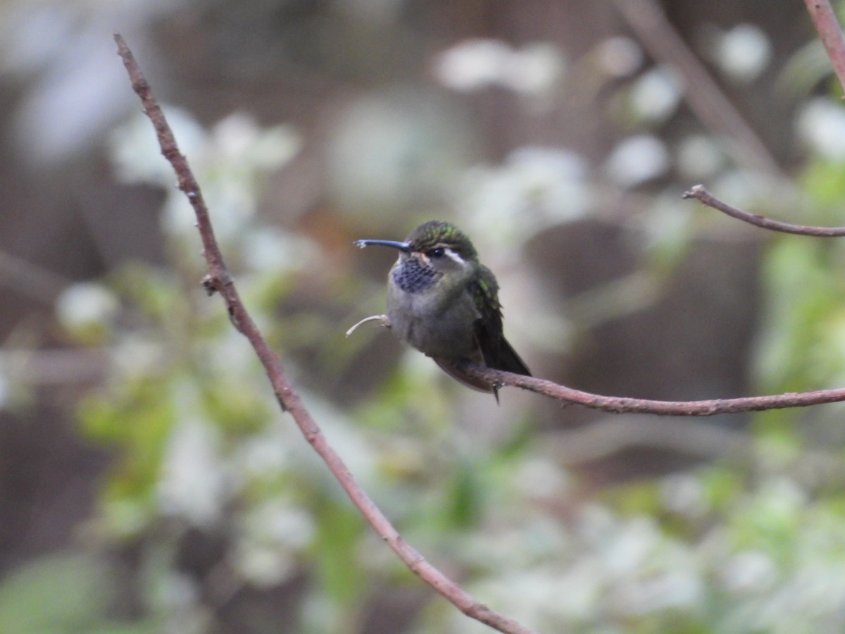 Amethyst-throated Mountain-gem - ML639987833
