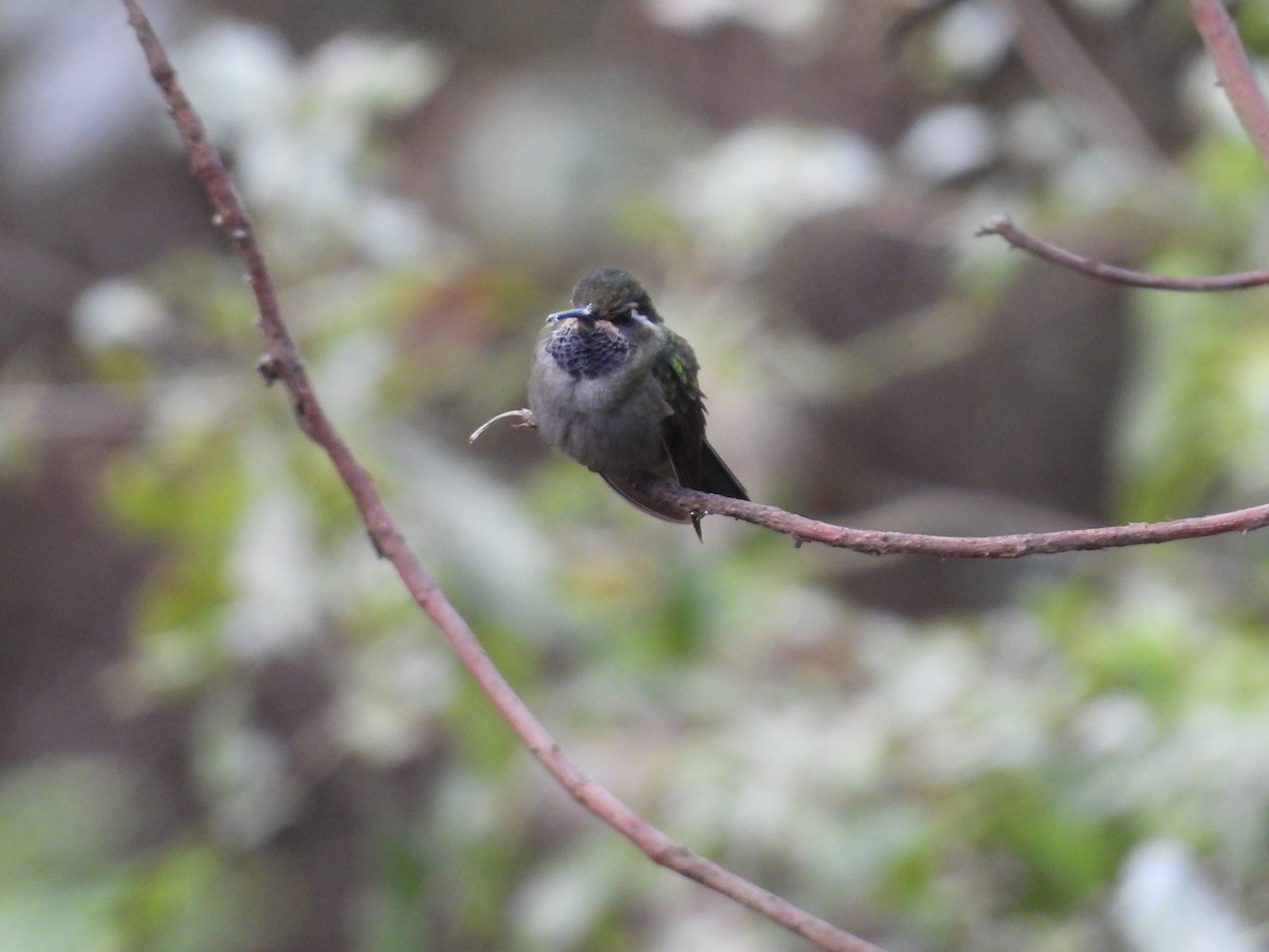 Amethyst-throated Mountain-gem - ML639987834