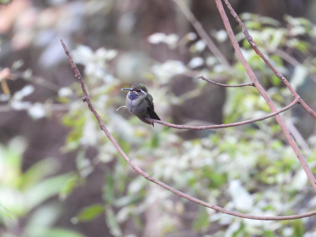 Amethyst-throated Mountain-gem - ML639987836