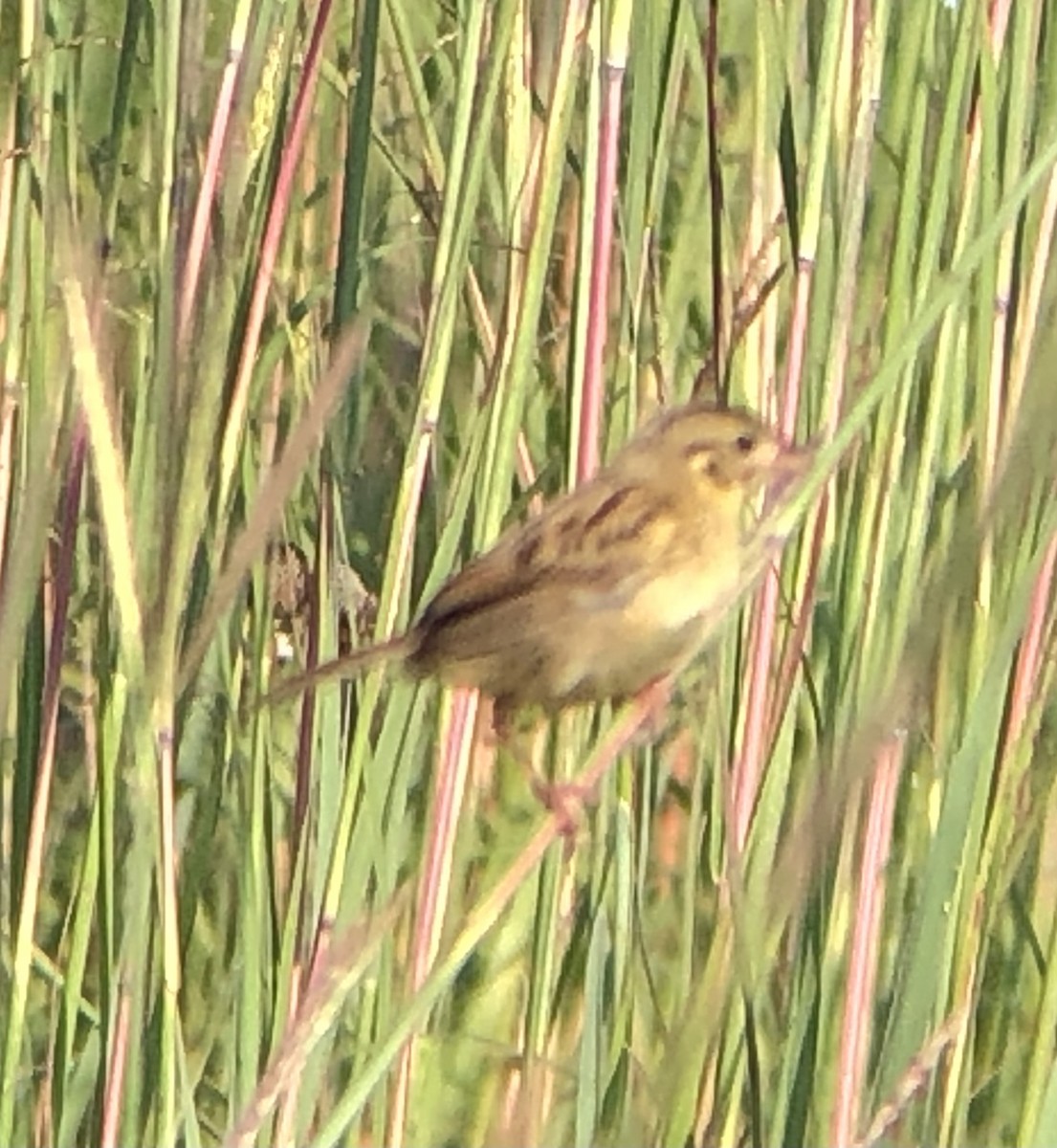 Henslow's Sparrow - ML639987859