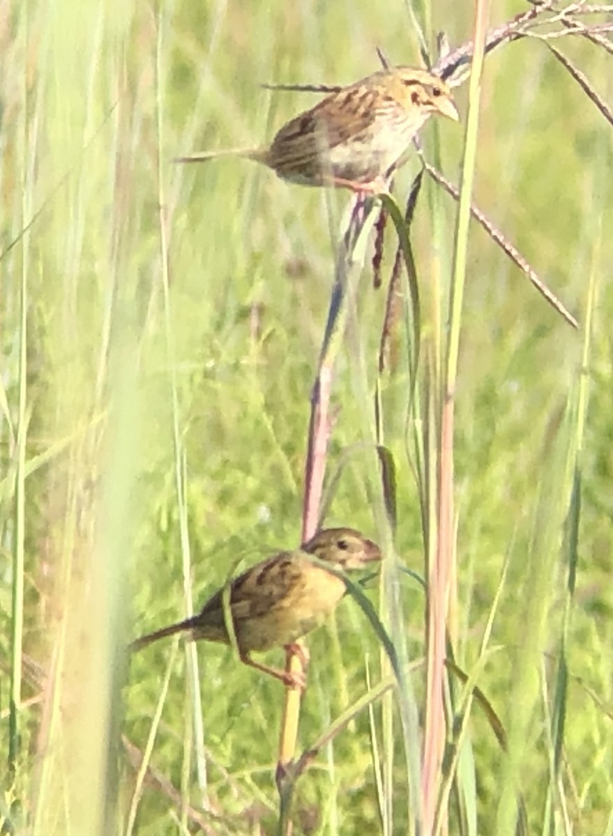 Henslow's Sparrow - ML639987860