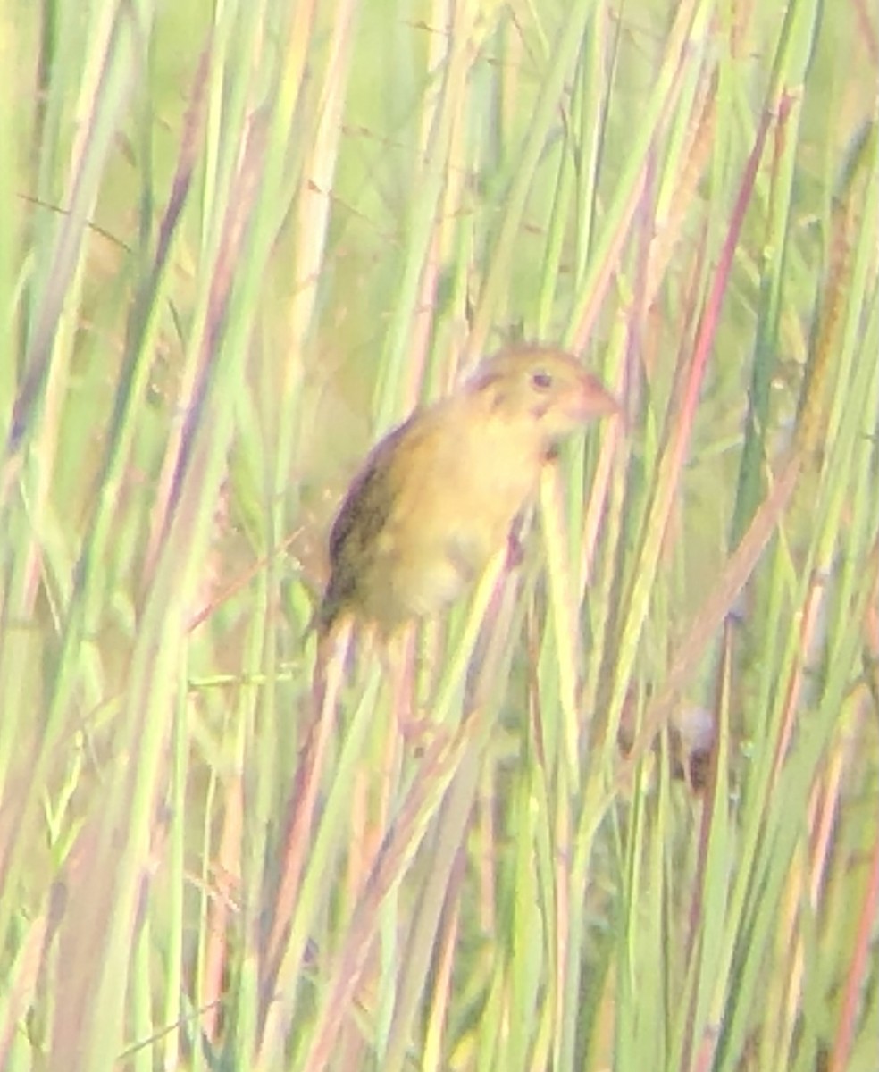 Henslow's Sparrow - ML639987861
