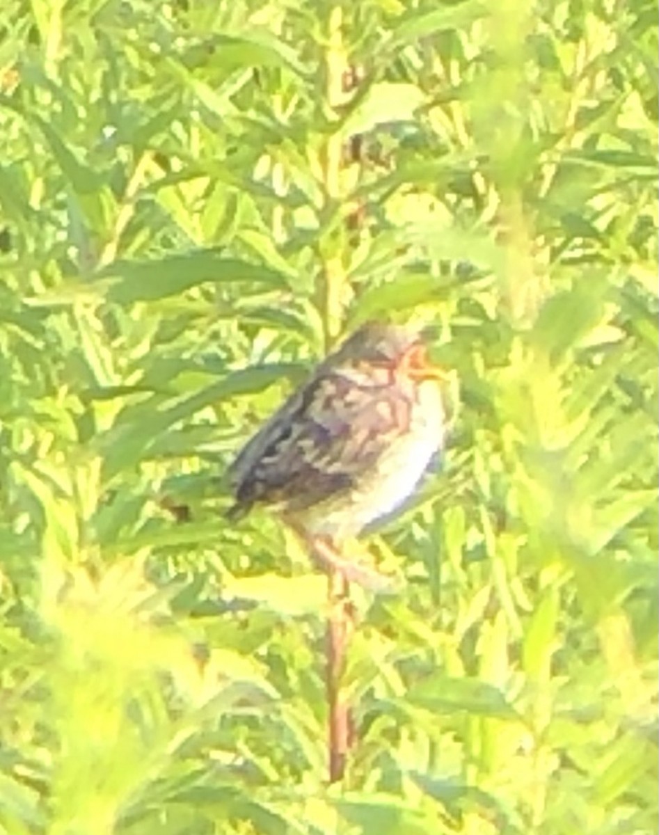 Field Sparrow - ML639987886
