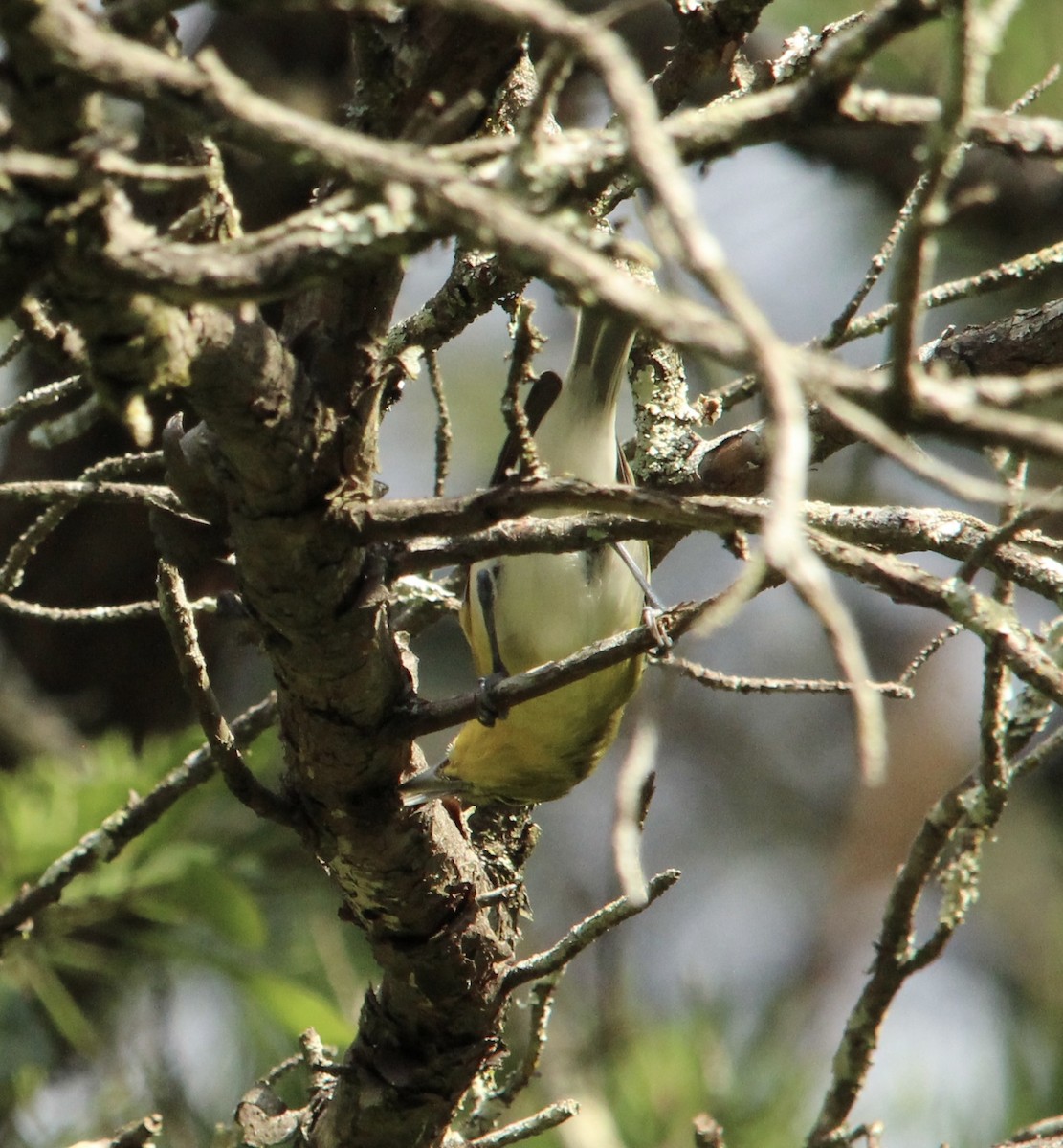 Yellow-throated Vireo - ML639987887