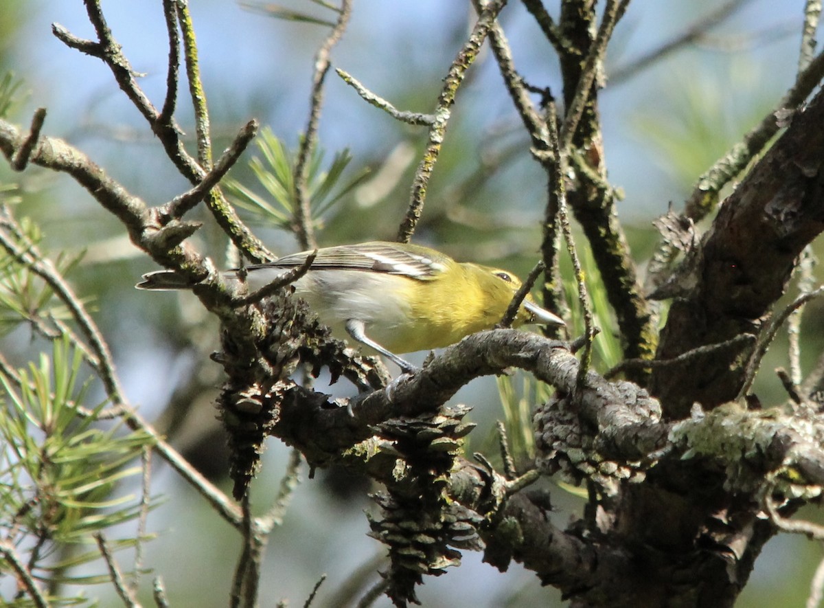 Yellow-throated Vireo - ML639987888