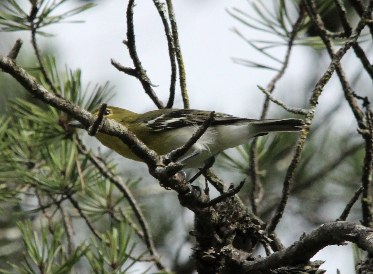 Yellow-throated Vireo - ML639987889