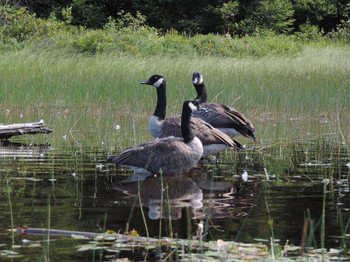 Kanadagans - ML639987907