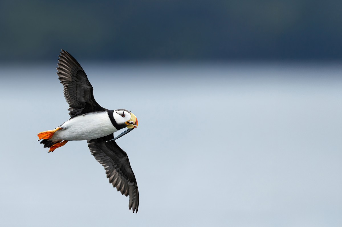 Horned Puffin - ML639987915