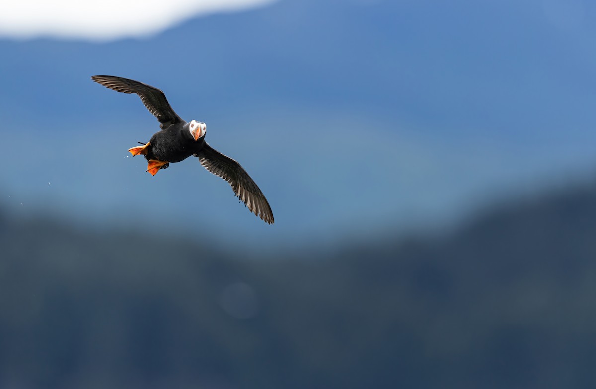 Tufted Puffin - ML639987920