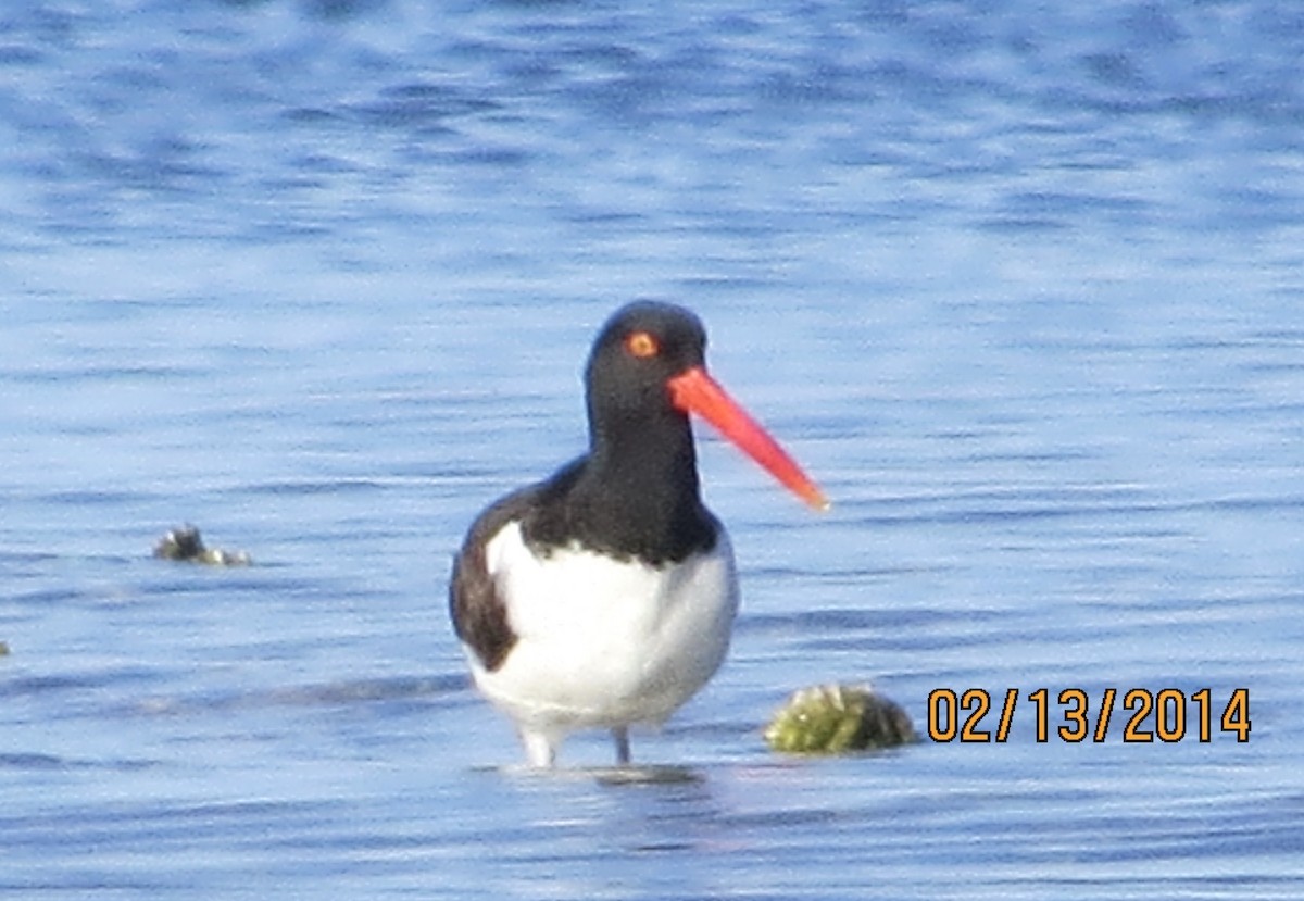 American Oystercatcher - ML639987985