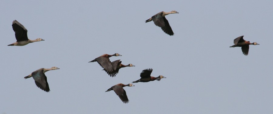 Knob-billed Duck - ML639987997