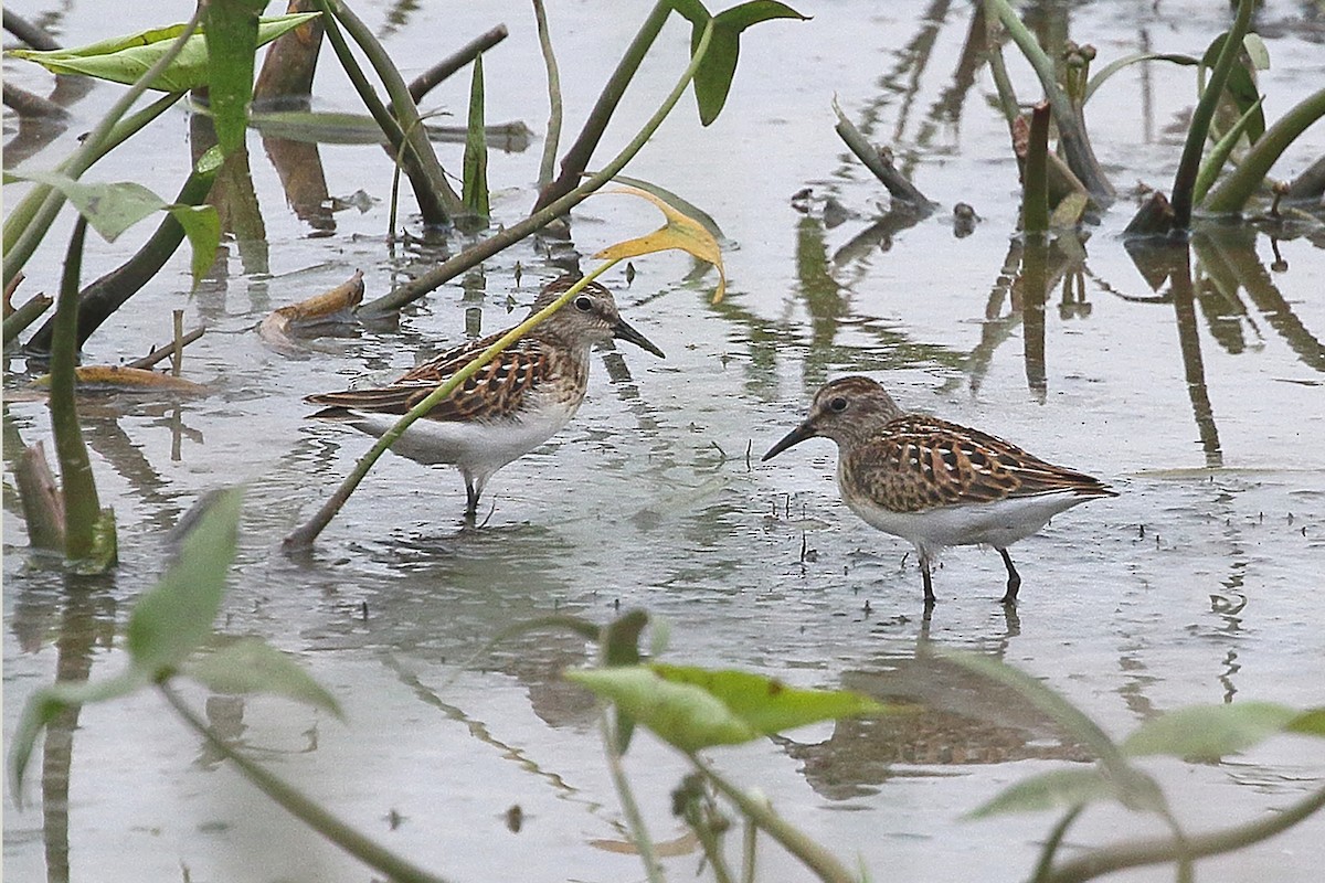 アメリカヒバリシギ - ML639988000