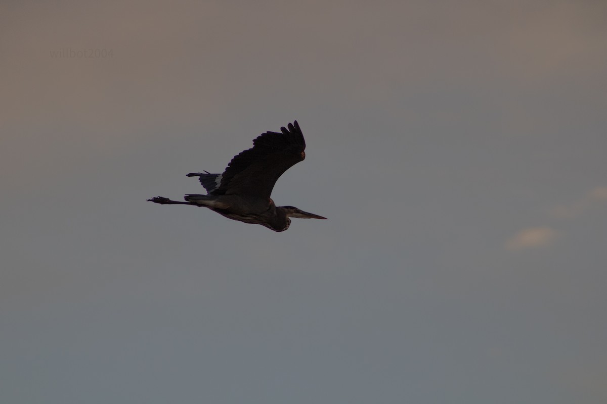 Great Blue Heron - ML639988019