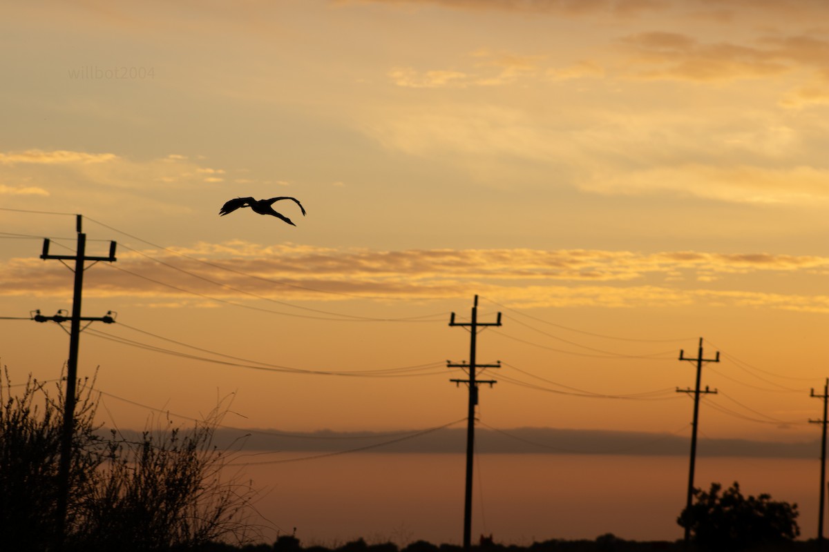 Great Blue Heron - ML639988021