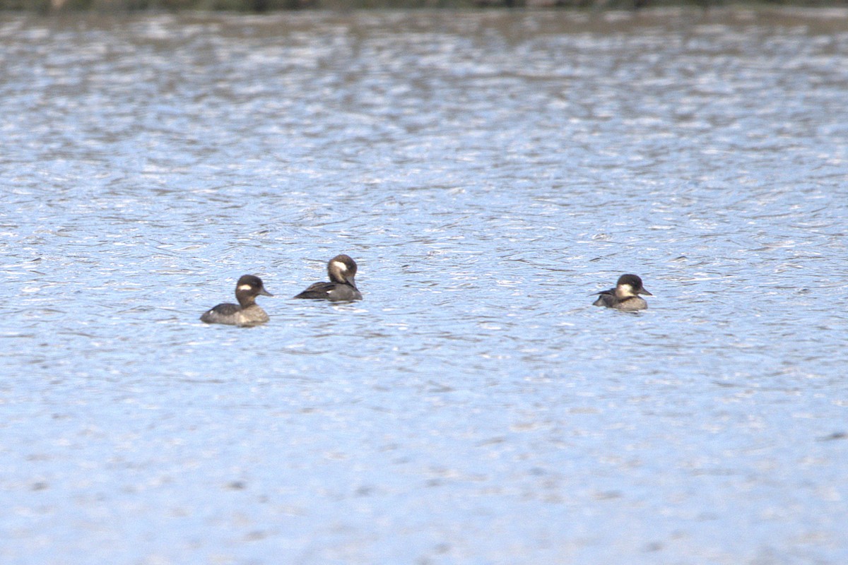 Bufflehead - ML639988042