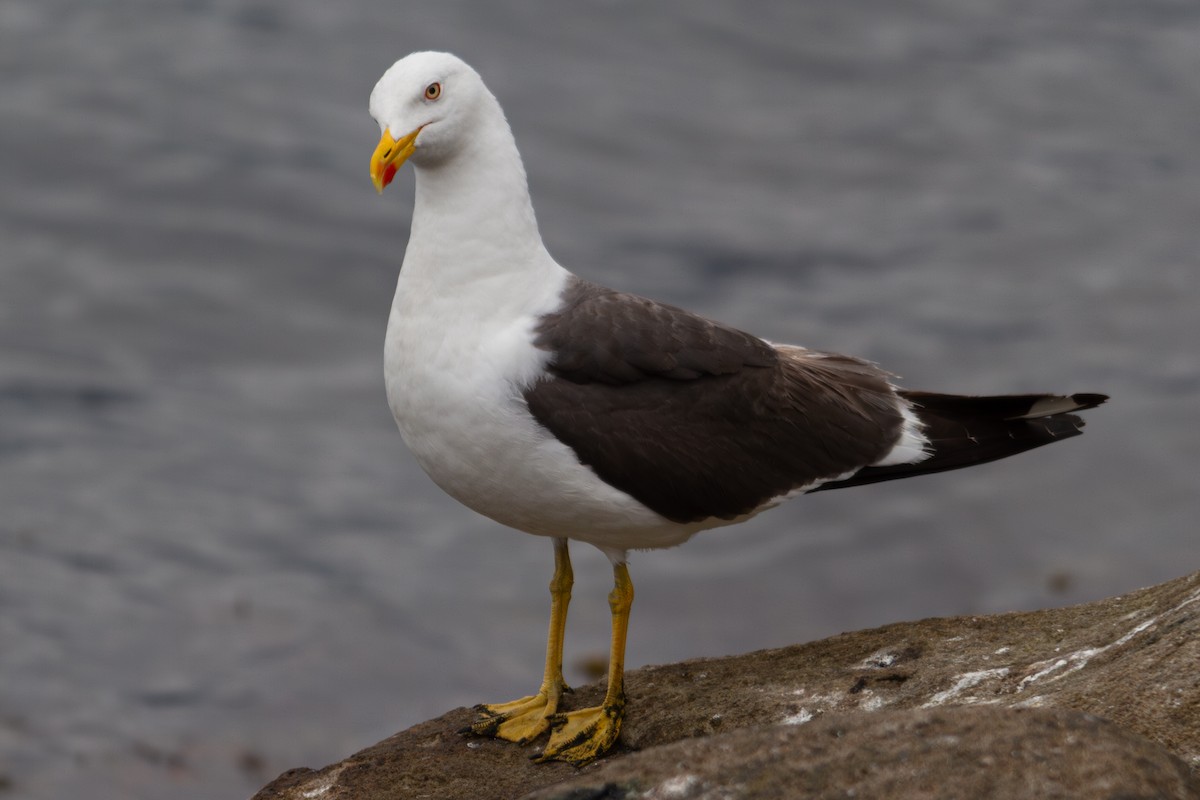 Lesser Black-backed Gull (graellsii) - ML639988092
