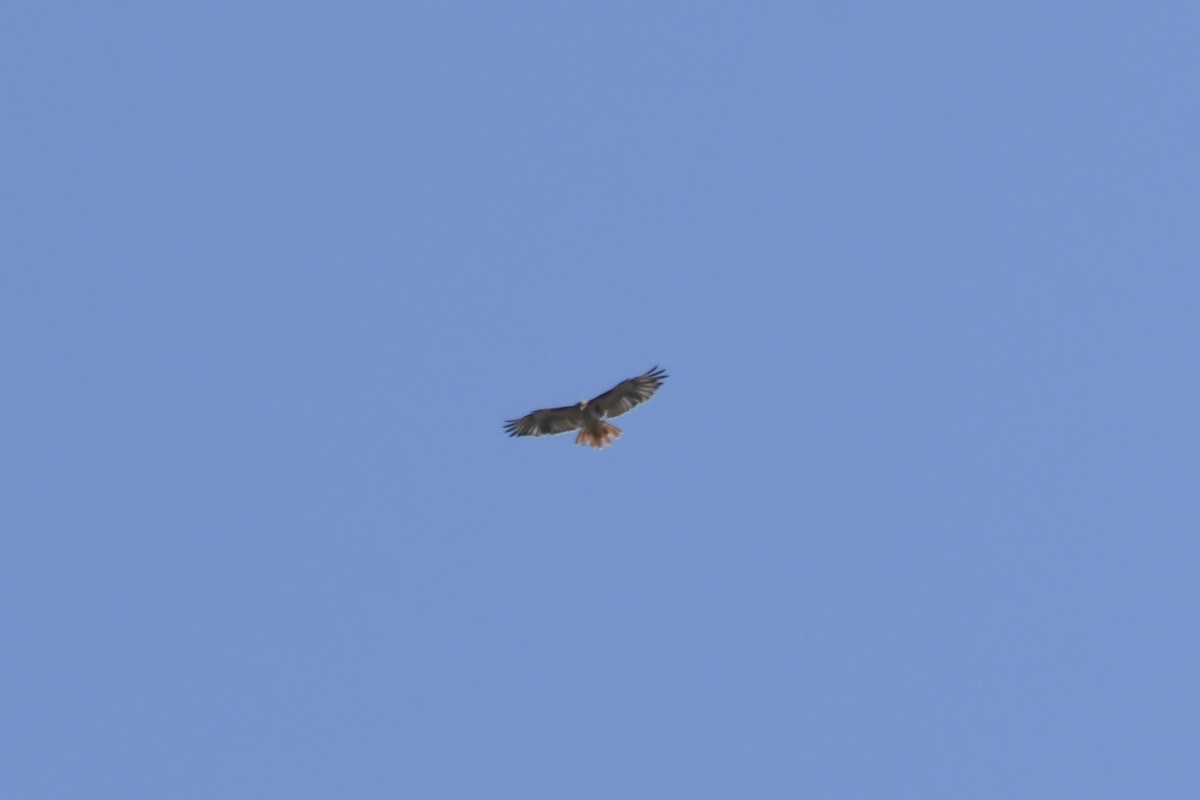 Red-tailed Hawk - ML639988112