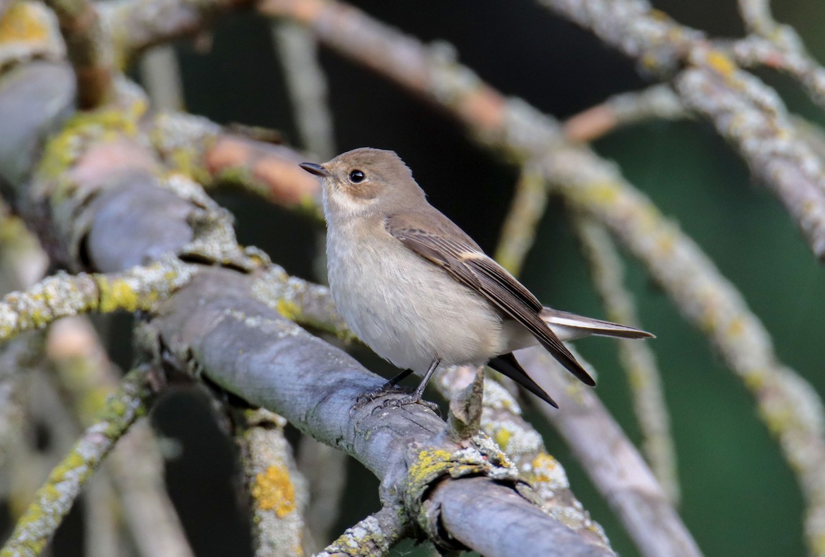 lejsek černohlavý - ML639988130