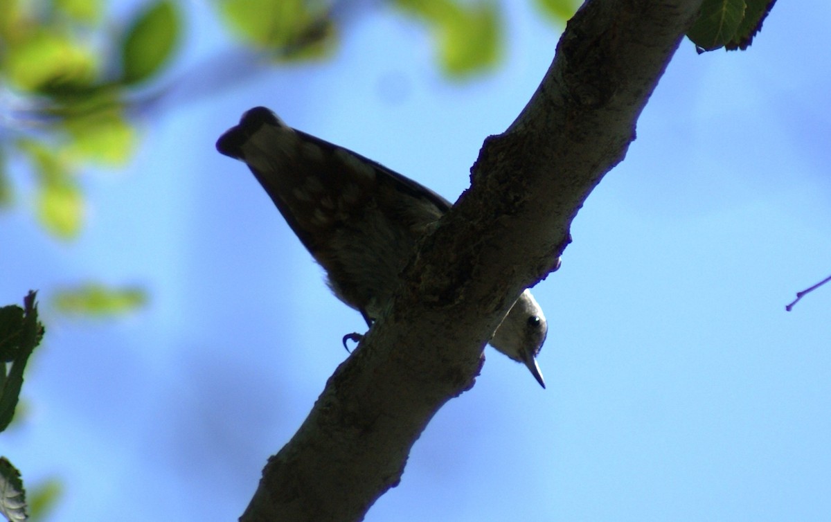 White-breasted Nuthatch (Interior West) - ML639988153