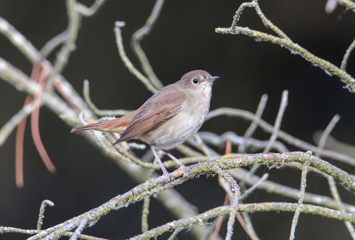 slavík obecný - ML639988163