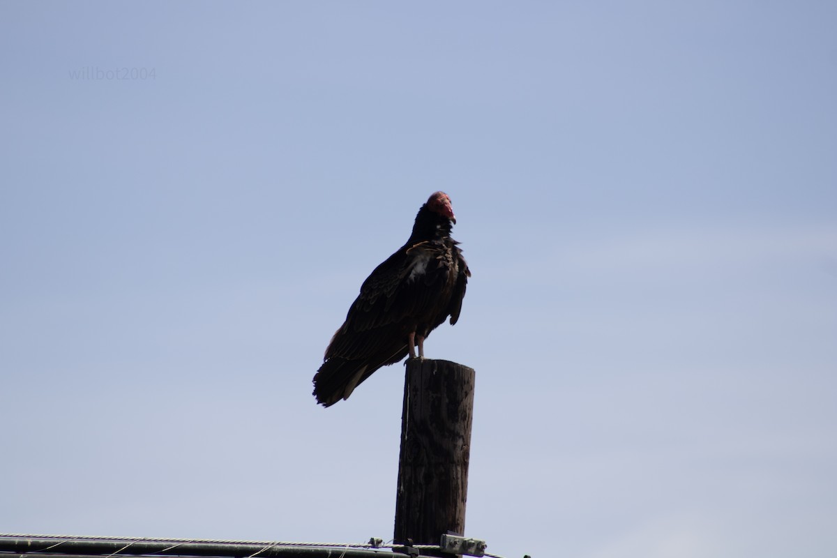 Turkey Vulture - ML639988185